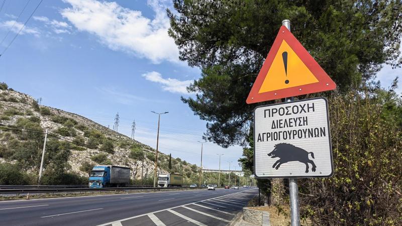 Αθήνα αγριογούρουνα