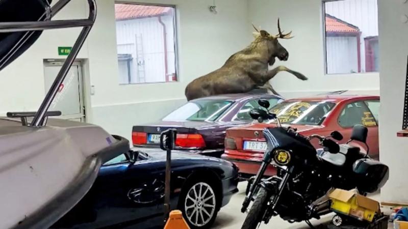 Moose vs BMW 1