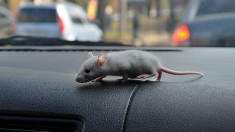 mouse-driving-1